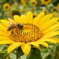 Biernes vigtige rolle i naturen og hvordan du hjælper dem